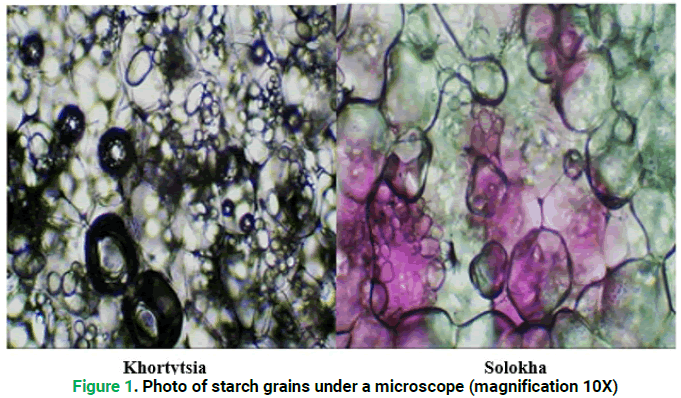 modern-phytomorphology-microscope